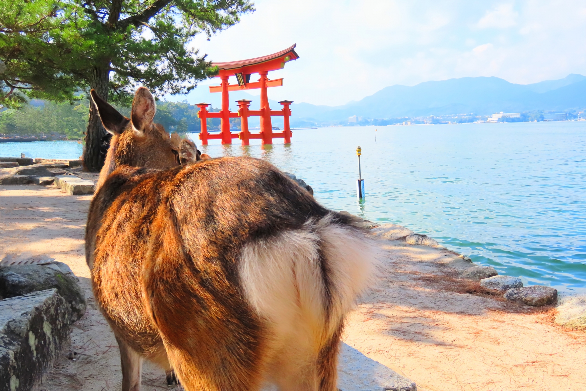 Itsukushima Shrine: UNESCO World Heritage Site Guide - Miyajima Stroll