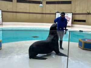 Sea lions performing dynamic tricks in the large pool
