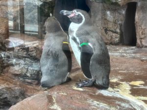 Humboldt penguins resting on rocks and swimming gracefully