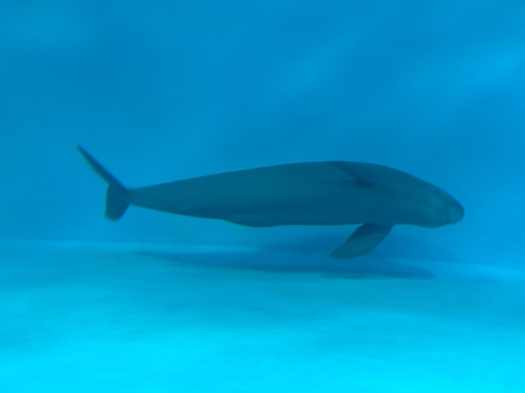 Japanese finless porpoise swimming gracefully in the tank