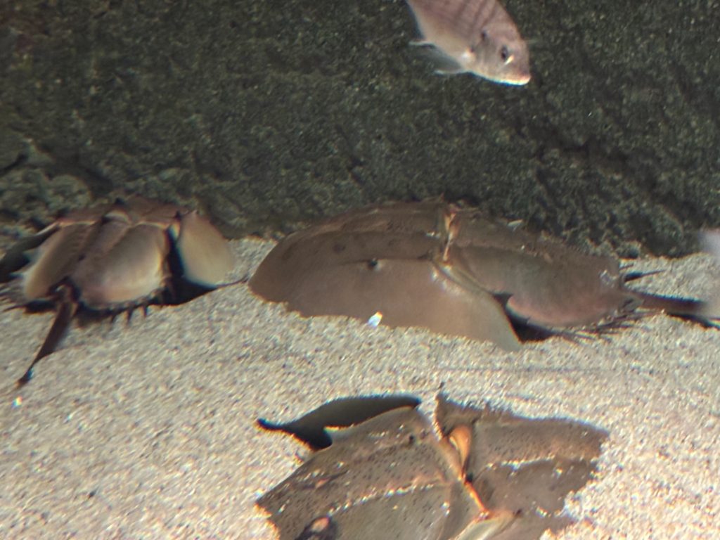 Horseshoe crab display showing these living fossils up close