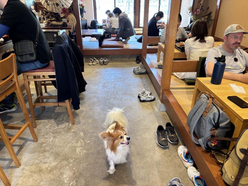 Interior of Mishinaya restaurant with tatami seating and friendly atmosphere