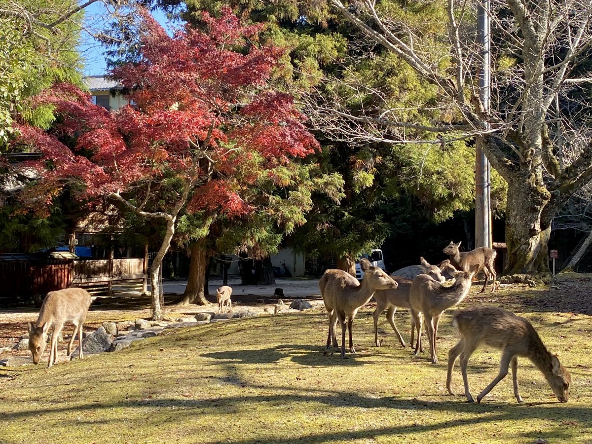 紅葉谷公園で休息する鹿の群れ