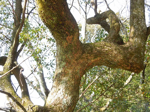 クスノキ材質の特徴を示す資料