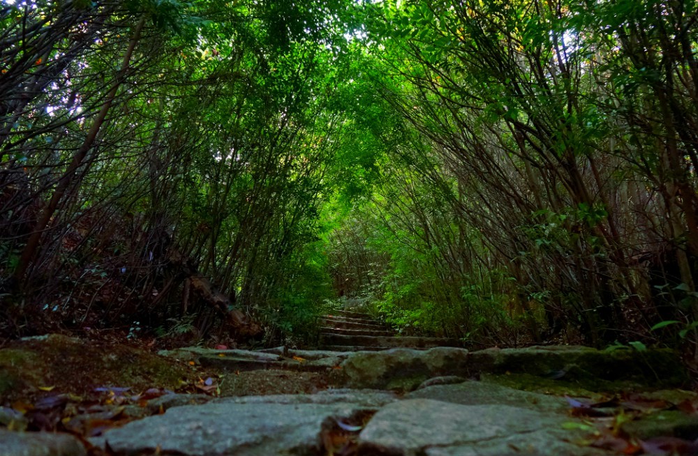The Misen Primeval Forest included in the World Heritage site