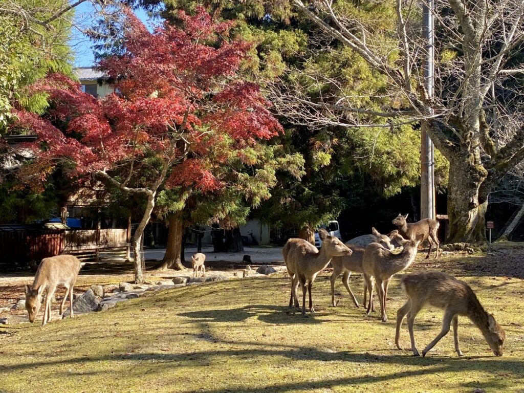 草を食べる宮島の鹿