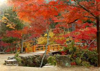 Panoramic view of Momijidani Park and the clear waters of the Momijidani River