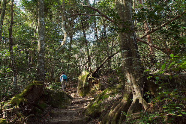 弥山原始林の豊かな植生